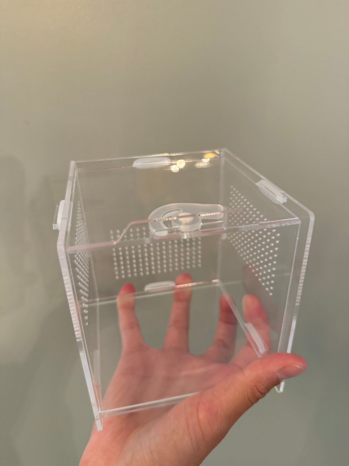 Jumping Spider Starter Kit